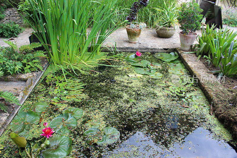 小花园池塘，睡莲，沼泽植物，花/花盆